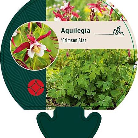 Aquilegia 'Crimson Star' Pot 9 cm