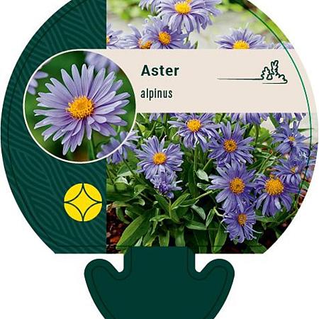 Aster alpinus Pot 9 cm