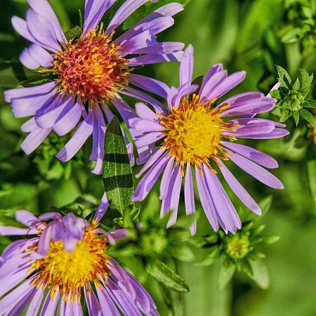 Aster 'Little Carlow' Pot 9 cm