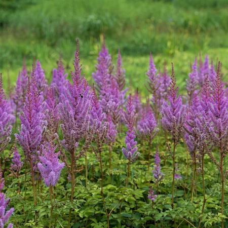 Astilbe c. 'Purpurkerze' Pot 9 cm