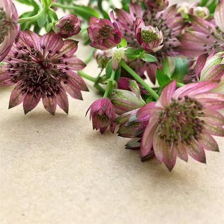 Astrantia maj. 'Rubra' Pot 9 cm