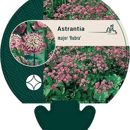 Astrantia maj. 'Rubra' Pot 9 cm