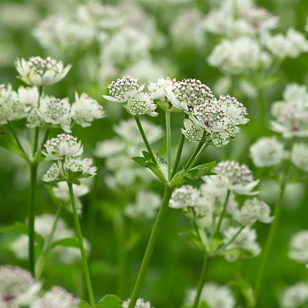 Astrantia maj. 'Superstar' Pot 9 cm