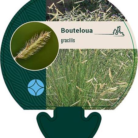 Bouteloua gracilis Pot 9 cm