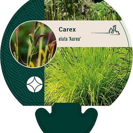 Carex elata 'Aurea' Pot 9 cm