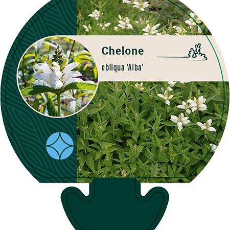 Chelone obliqua 'Alba' Pot 9 cm