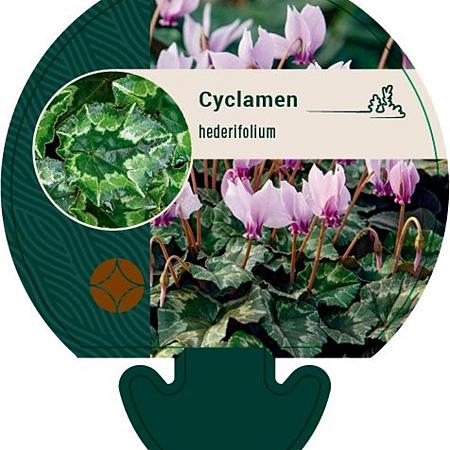 Cyclamen hederifolium Pot 9 cm