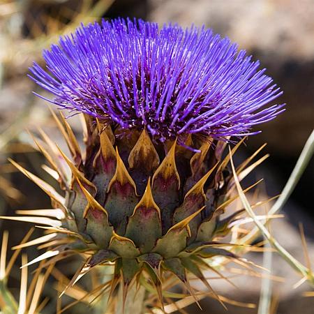 Cynara cardunculus Pot 9 cm