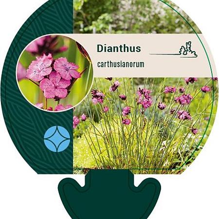Dianthus carthusianorum Pot 9 cm