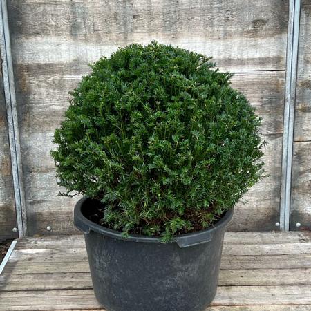 Taxus baccata Bolvorm 60-70 cm