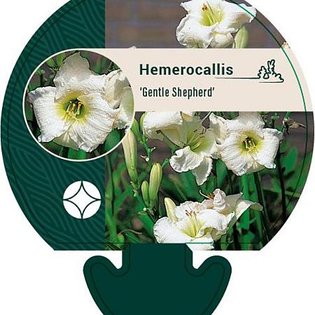Hemerocallis 'Gentle Shepherd' Pot 9 cm