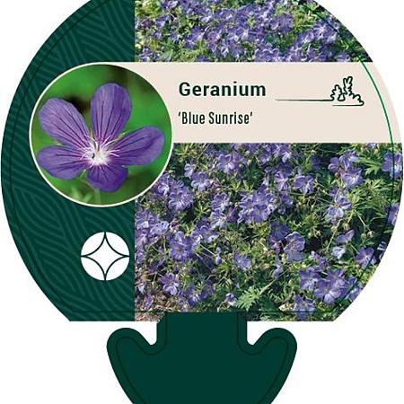Geranium 'Blue Sunrise' Pot 9 cm