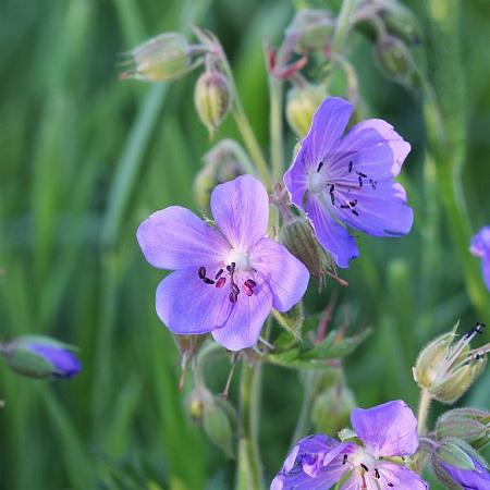 Geranium pratense Pot 9 cm