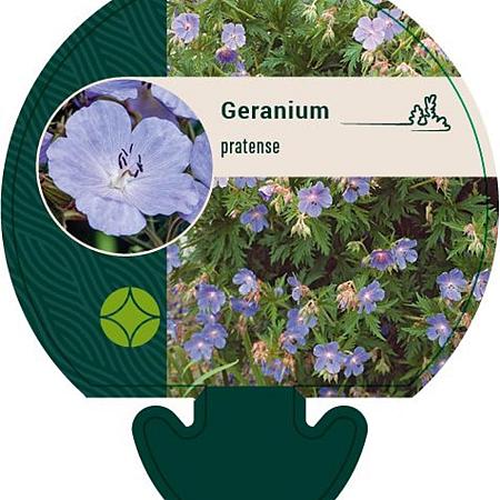 Geranium pratense Pot 9 cm