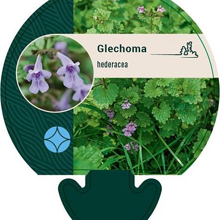 Glechoma hederacea Pot 9 cm
