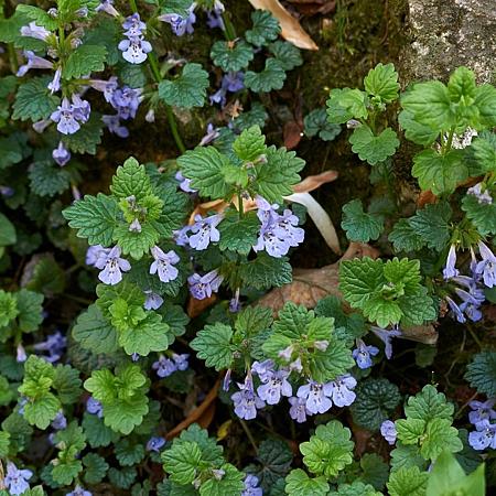 Glechoma hederacea Pot 9 cm
