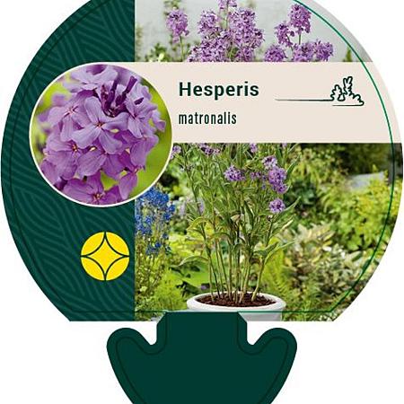 Hesperis matronalis Pot 9 cm