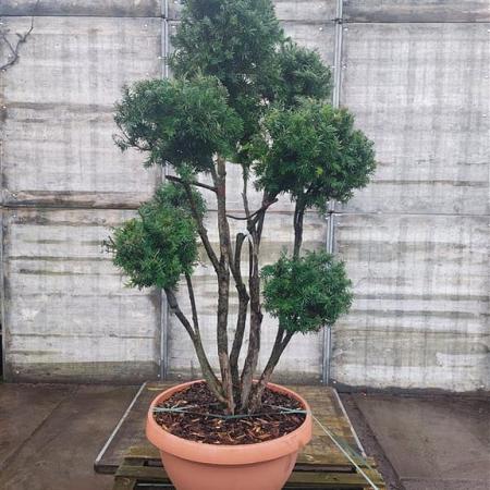 Taxus baccata Pot 70 Liter 150 - 175 cm Pon-Ponvorm