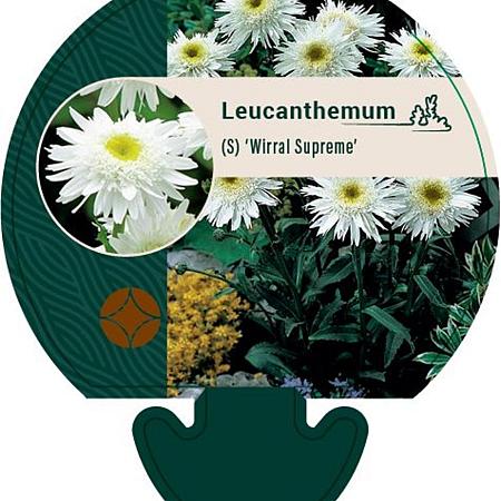 Leucanthemum (S) 'Wirral Supreme' Pot 9 cm