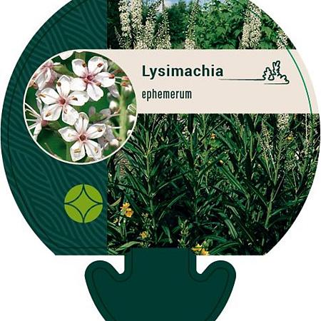 Lysimachia ephemerum Pot 9 cm