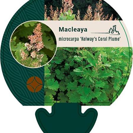 Macleaya m. 'Kelway's Coral Plume' Pot 9 cm