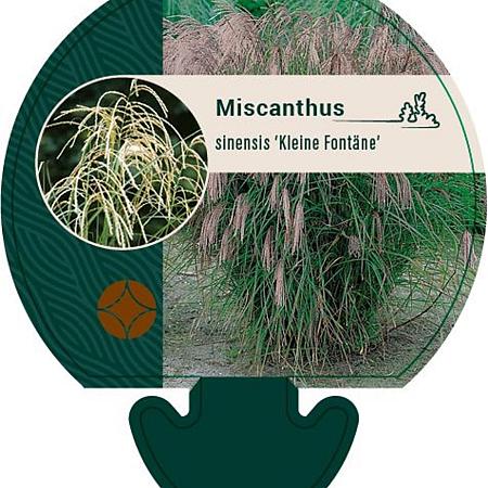 Miscanthus sin. 'Kleine Fontäne' Pot 9 cm
