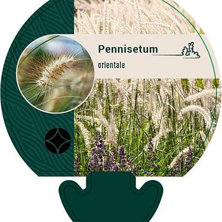 Pennisetum orientale Pot 9 cm
