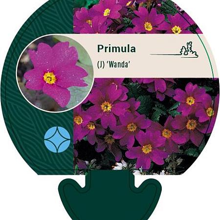 Primula (J) 'Wanda' Pot 9 cm