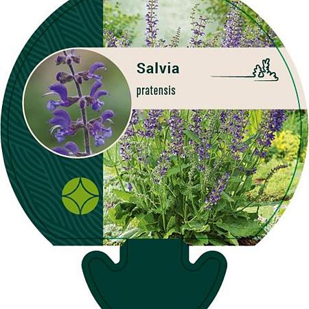 Salvia pratensis Pot 9 cm