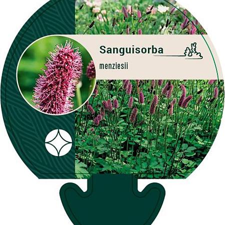 Sanguisorba menziesii Pot 9 cm