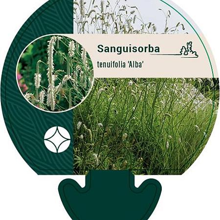 Sanguisorba tenuifolia alba Pot 9 cm