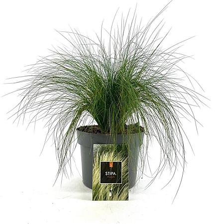 Stipa tenuissima 'Ponytails' Pot 2 Liter