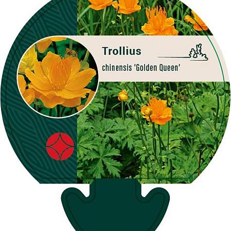 Trollius chinensis 'Golden Queen' Pot 9 cm