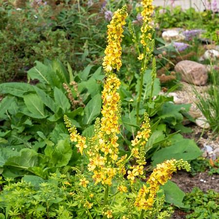Verbascum nigrum Pot 9 cm