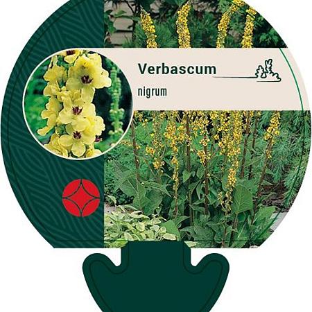 Verbascum nigrum Pot 9 cm