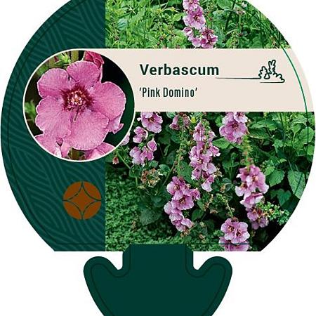 Verbascum 'Pink Domino' Pot 9 cm