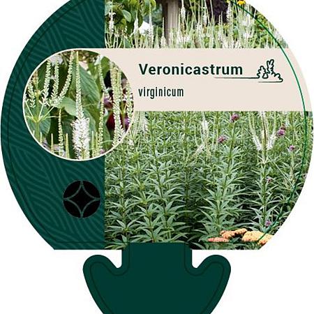 Veronicastrum virginicum Pot 9 cm