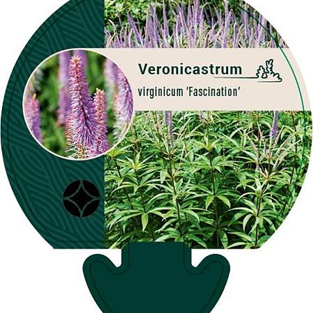 Veronicastrum virg. 'Fascination' Pot 9 cm