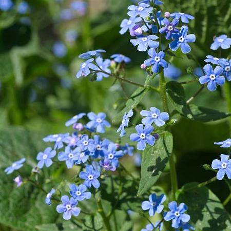 Brunnera macr. 'Alexander's Great' Pot 9 cm
