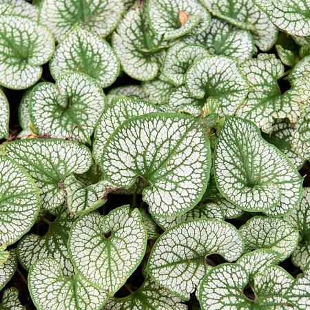 Brunnera macr. 'Mr Morse' Pot 9 cm