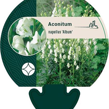 Aconitum napellus 'Album' Pot 9 cm