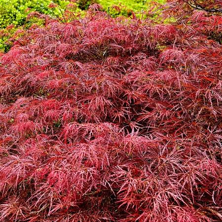 Acer pal. 'Garnet' Pot 12 liter Halfstam