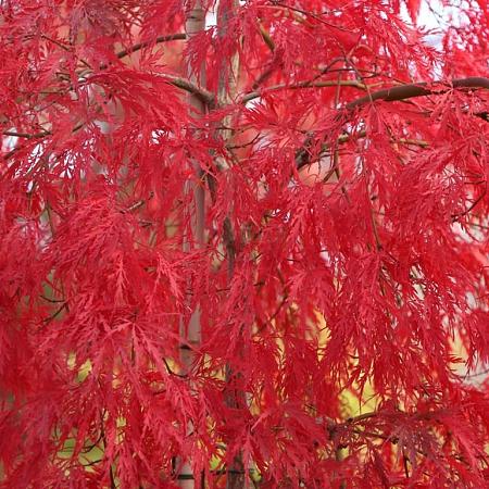 Acer pal. 'Inaba-shidare' Pot 25 Liter Halfstam