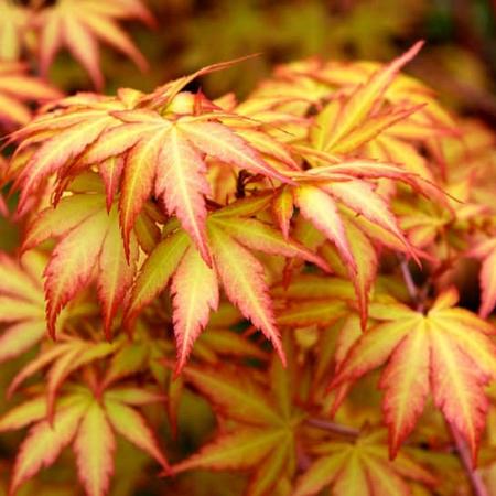 Acer pal. 'Sangokaku' Pot 150 liter 300 - 350 CM struik