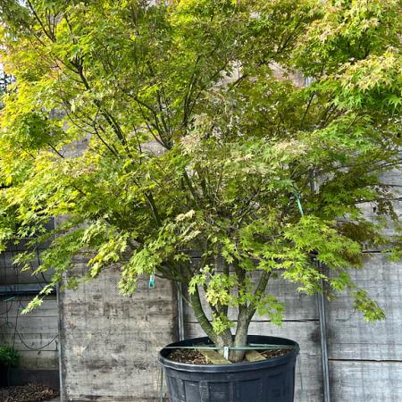 Acer palmatum Pot 285 Liter 300 - 350 CM