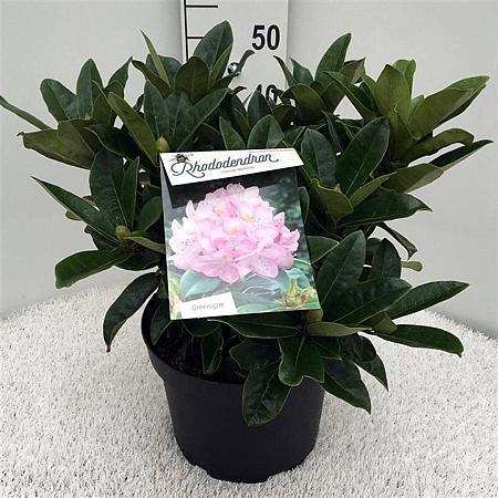 Rhododendron 'Gomer Waterer' Pot 10 liter