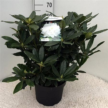 Rhododendron 'Madame Masson' Pot 10 liter