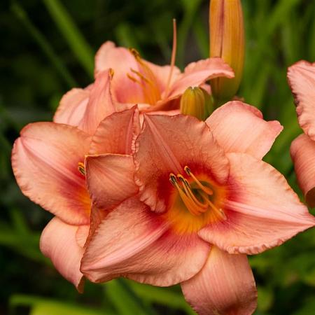 Hemerocallis 'Pink Damask' Pot 9 cm