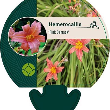 Hemerocallis 'Pink Damask' Pot 9 cm