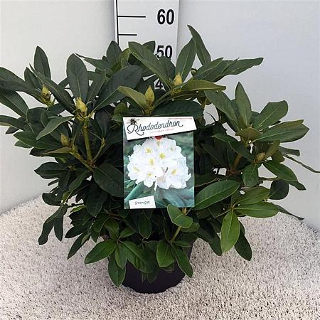 Rhododendron 'Cunningham's White' Pot 10 liter